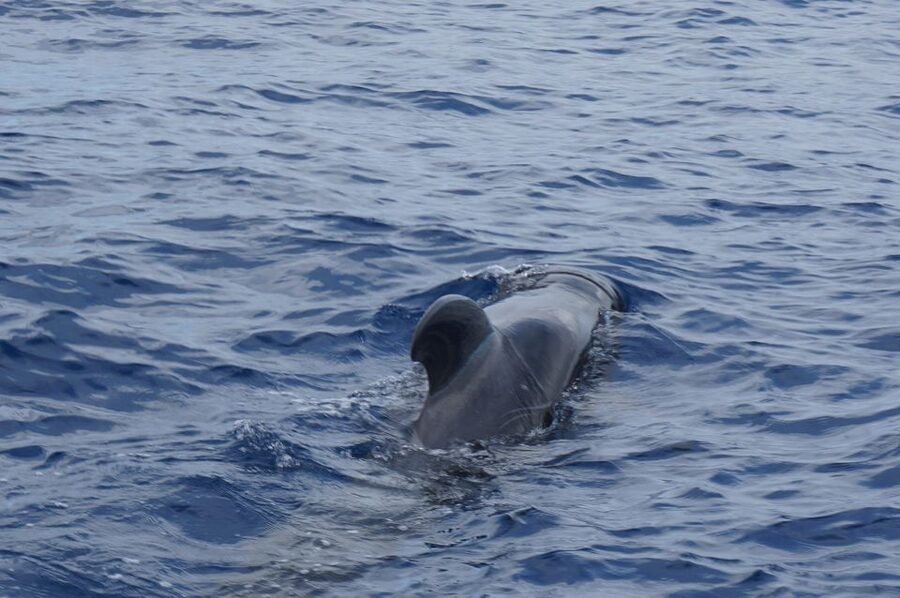 Tenerife:Respectful Whale Watching, Pirate Ship, & Swim - Pickup options and the hidden cost of time