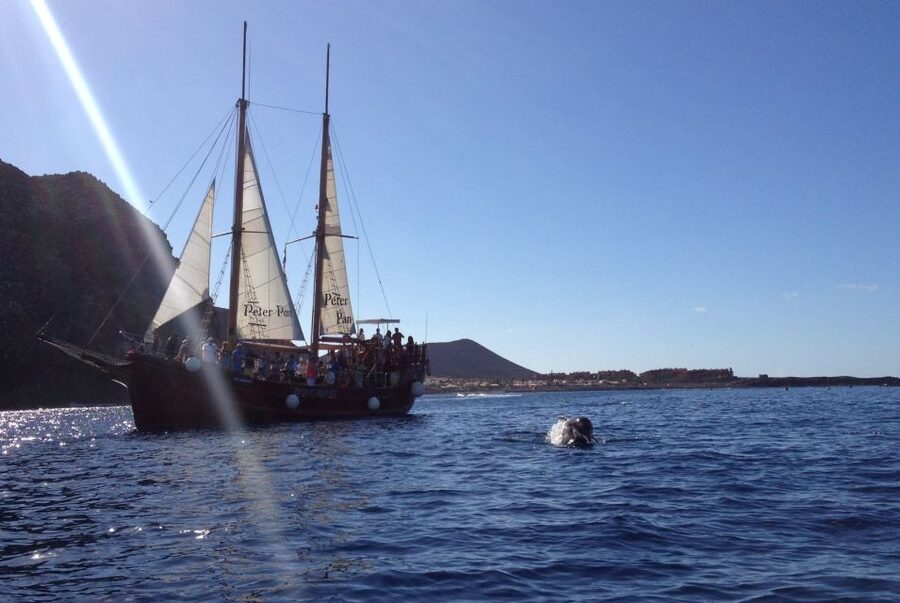Tenerife:Respectful Whale Watching, Pirate Ship, & Swim - How much value do you get for $17?