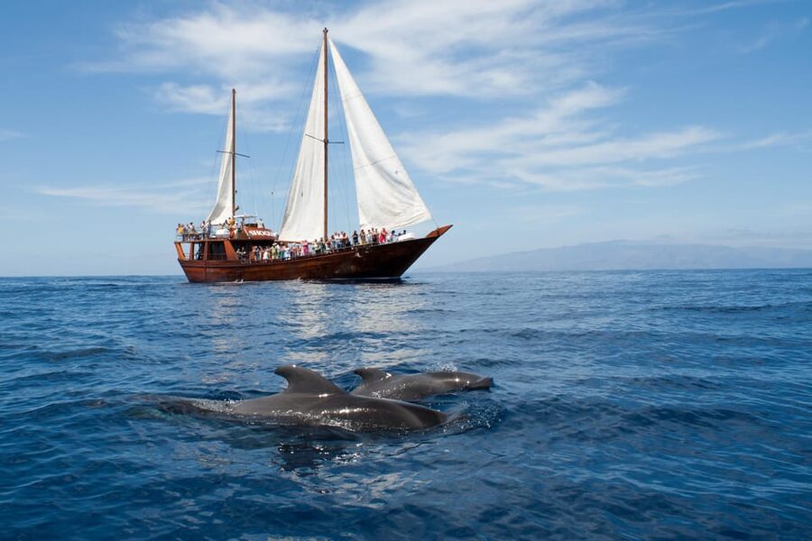 Tenerife:Respectful Whale Watching, Pirate Ship, & Swim - The first hour: looking for pilot whales and dolphins