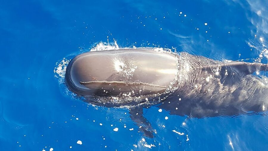 Tenerife: Sailboat Tour with Food and Snorkeling - Watching pilot whales and dolphins in open water