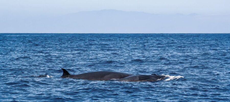 Tenerife: Sailboat Tour with Food and Snorkeling - Stopping to swim and snorkel near Puerto Colón