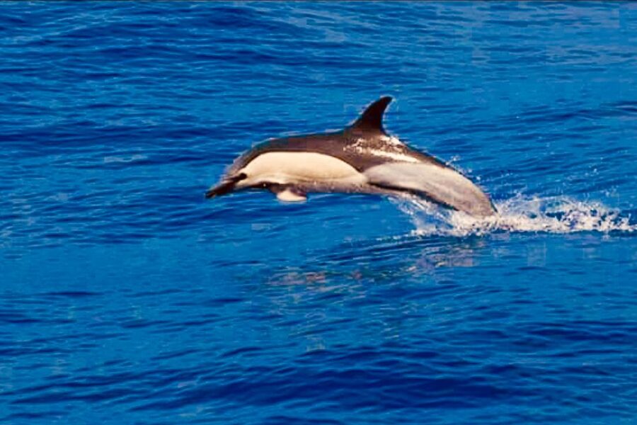 Tenerife: Sailboat Tour with Food and Snorkeling - What the crew adds to the trip