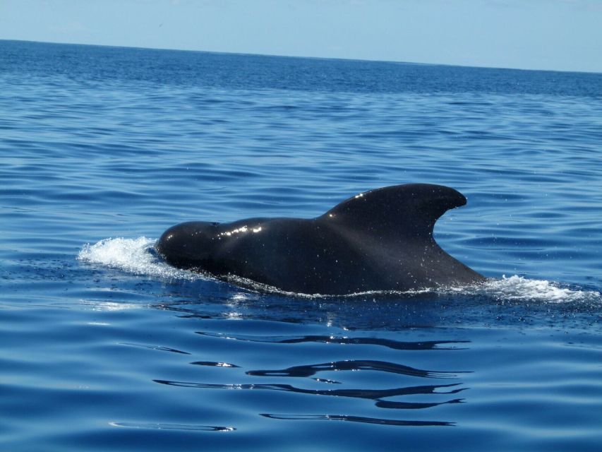 Tenerife: Sailing Excursion with Whale and Dolphin Watching - Handling Waves and Motion Sickness