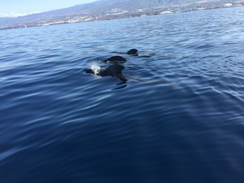 Tenerife: Sailing Excursion with Whale and Dolphin Watching - Settling Onto the 52-Foot Yacht