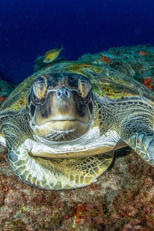Tenerife: Scuba Diving Experience for Every Level - A gentle introduction at Playa de las Vistas