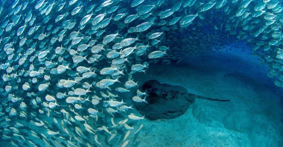 Tenerife: Scuba Diving Experience for Every Level - The briefing turns equipment into something familiar