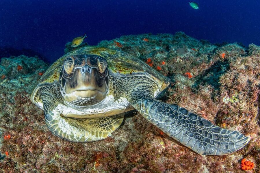 Tenerife: Scuba Diving Experience for Every Level - Tenerife’s volcanic seafloor and clear water