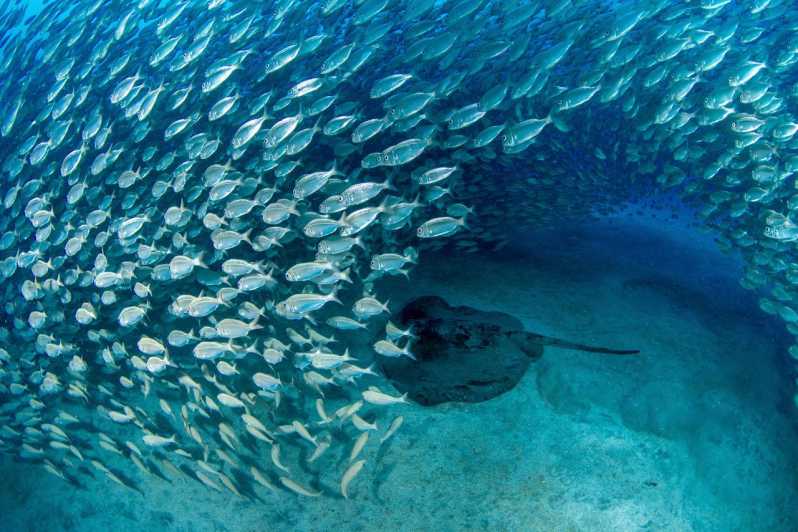 Tenerife: Scuba Diving Experience for Every Level - Timing, comfort, and a few practical cautions