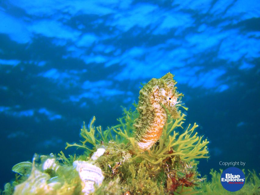Tenerife Scuba Diving for Certified Divers - Should you book the Tenerife underwater outing?