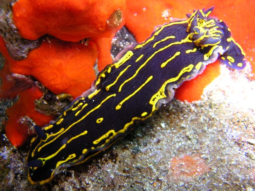 Tenerife Scuba Diving for Certified Divers - Why the small group matters