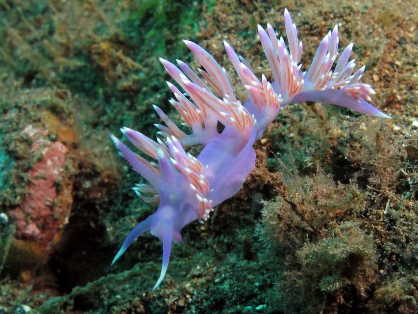 Tenerife Scuba Diving for Certified Divers - Price, flexibility, and the booking decision