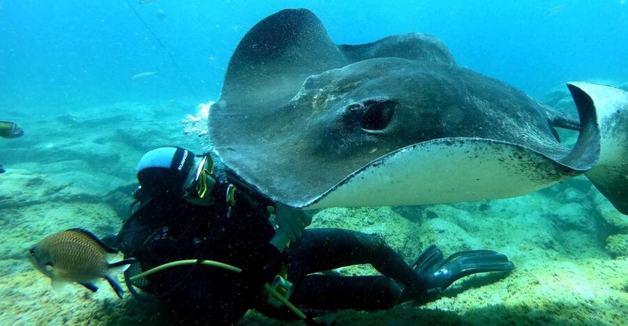 Tenerife: Scuba Diving for Certified Divers in Tenerife - Key points to know before booking