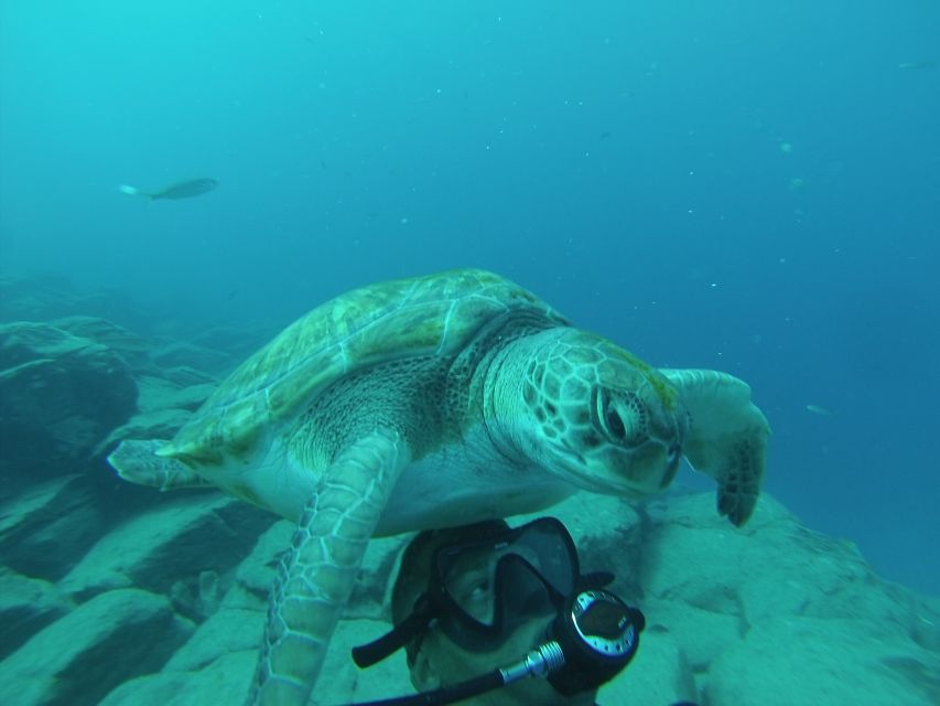 Tenerife: Scuba Diving for Certified Divers in Tenerife - A 15-minute speedboat ride along Tenerife’s south coast