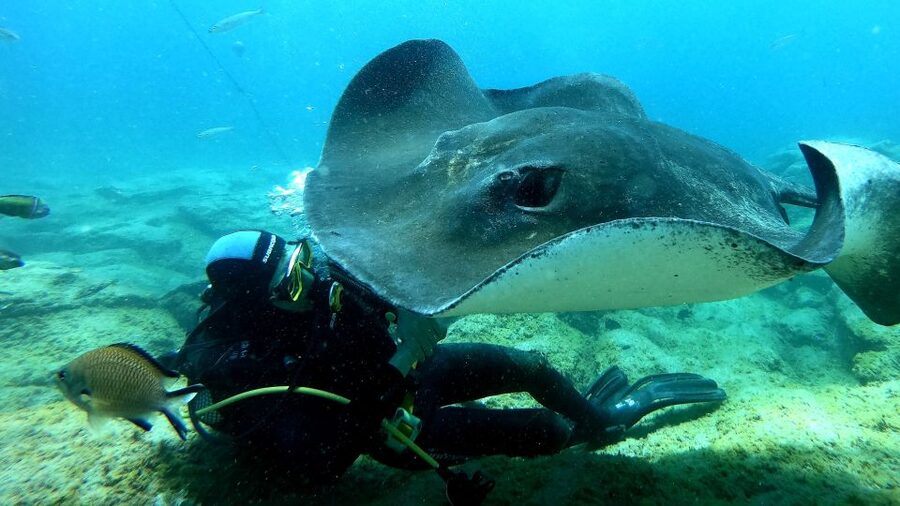 Tenerife: Scuba Diving for Certified Divers in Tenerife - Forty-five minutes among wrecks, caves, and Atlantic wildlife