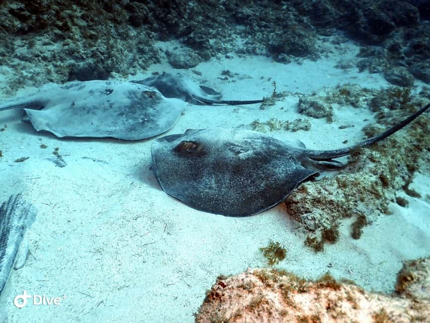 Tenerife: Scuba Diving for Certified Divers in Tenerife - The 30-minute briefing and equipment setup