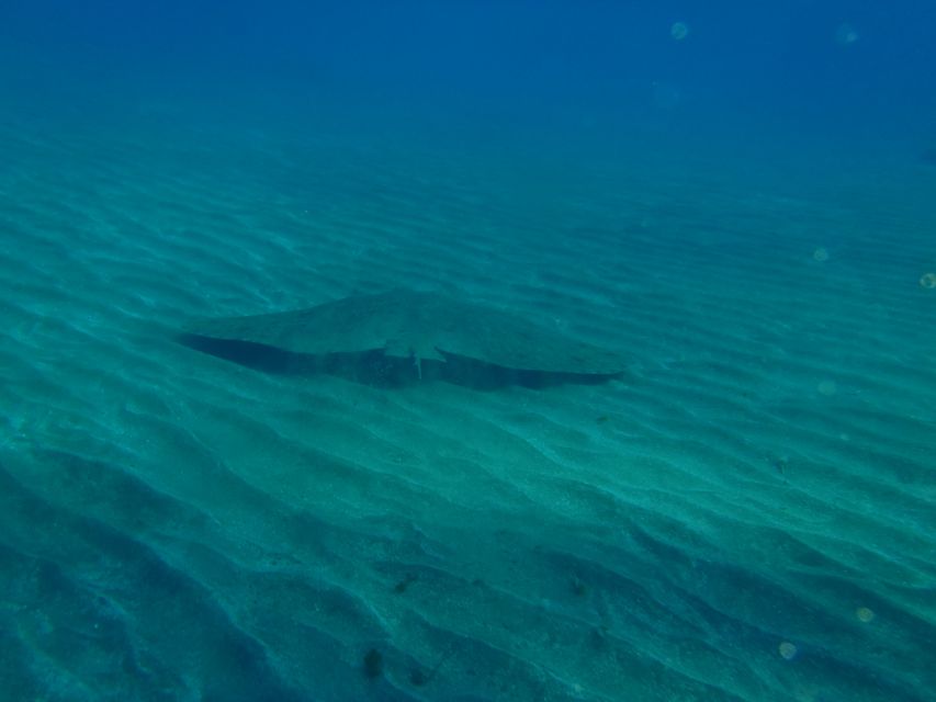 Tenerife Scuba Diving for Certified Divers - What your six hours look like