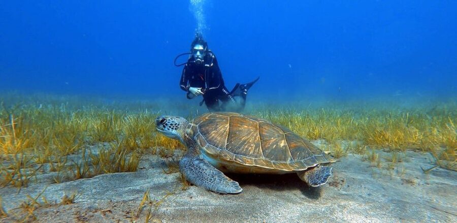 Tenerife: Scuba Diving Lesson and Abades Protected Area Dive - Key points to know before booking
