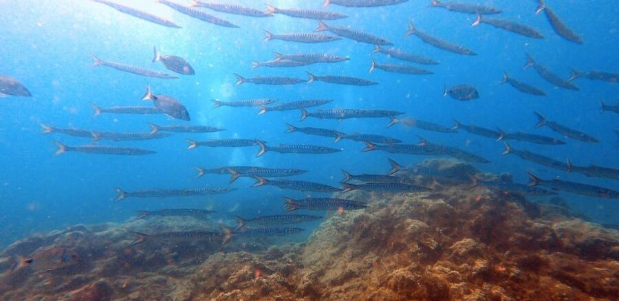 Tenerife: Scuba Diving Lesson and Abades Protected Area Dive - Underwater at up to 10 meters