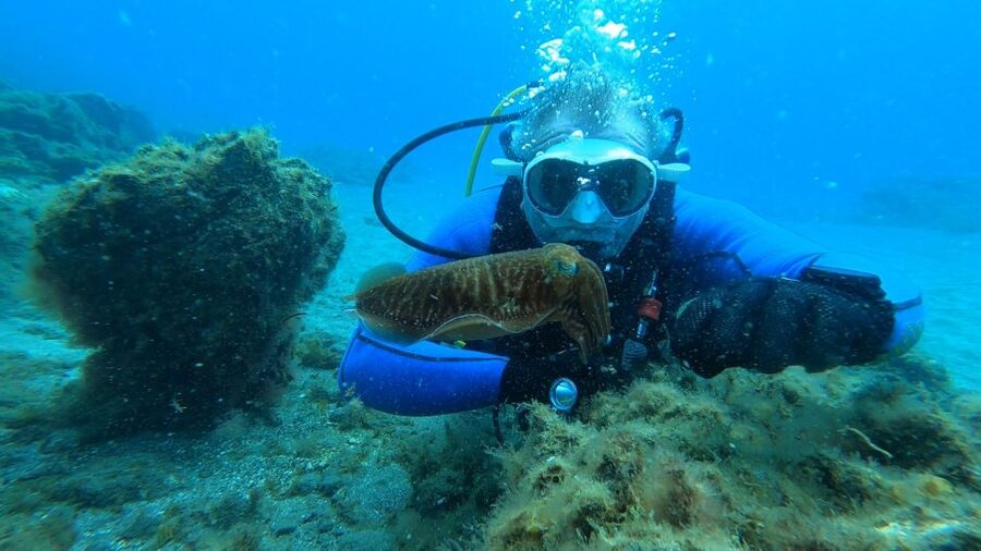 Tenerife: Scuba Diving Lesson and Abades Protected Area Dive - Who should book this Tenerife activity?