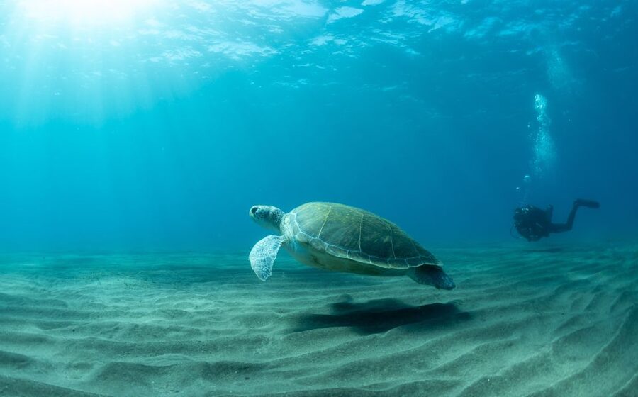 Tenerife: Scuba Diving Lesson and Abades Protected Area Dive - Getting comfortable with the equipment
