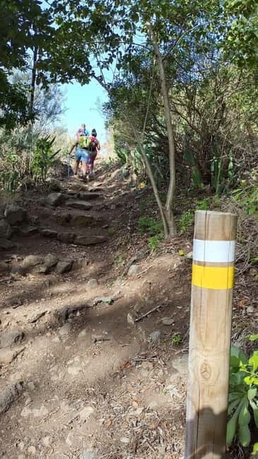 Tenerife: Senderismo Anaga, Bosque Mágico, Reserva Biosfera - Why Anaga’s laurisilva forest is worth your time