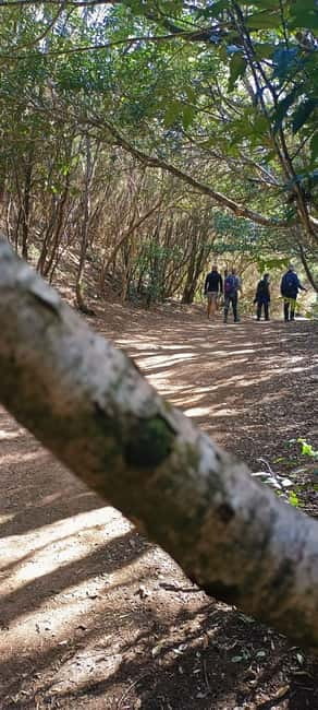 Tenerife: Senderismo Anaga, Bosque Mágico, Reserva Biosfera - Entering the woodland with a guide