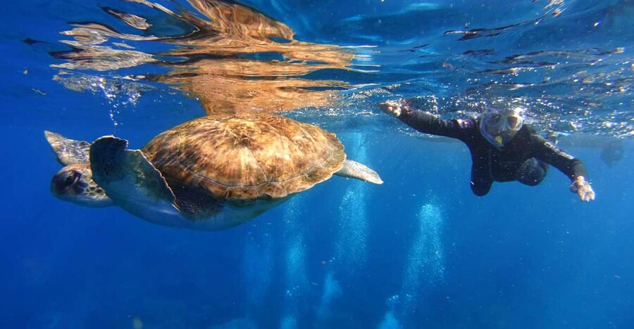 Tenerife: Snorkel with Turtles - Key points to know before booking