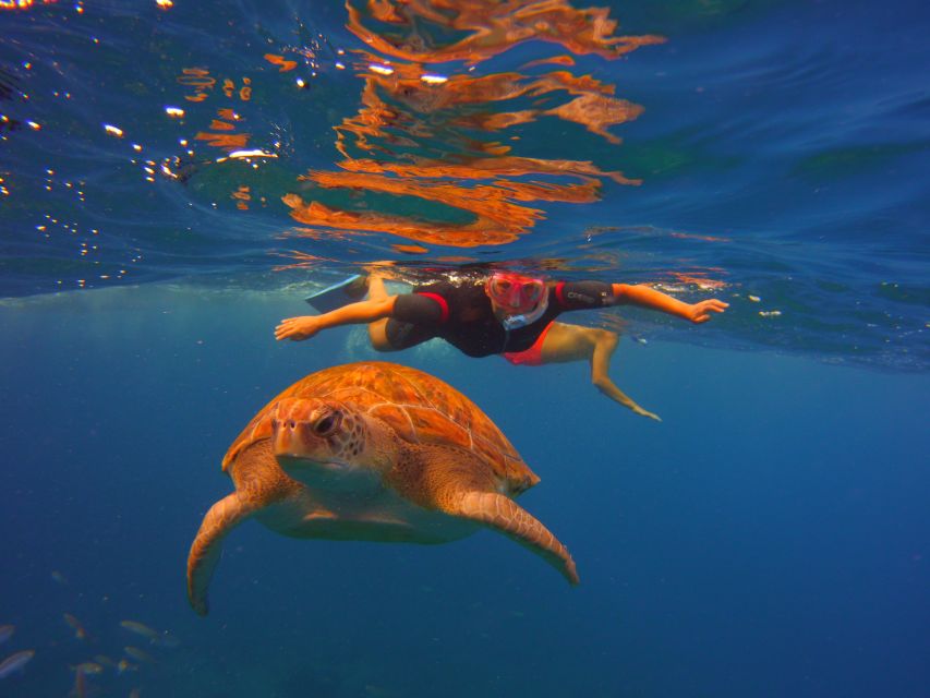 Tenerife: Snorkel with Turtles - Is $81 a fair price?