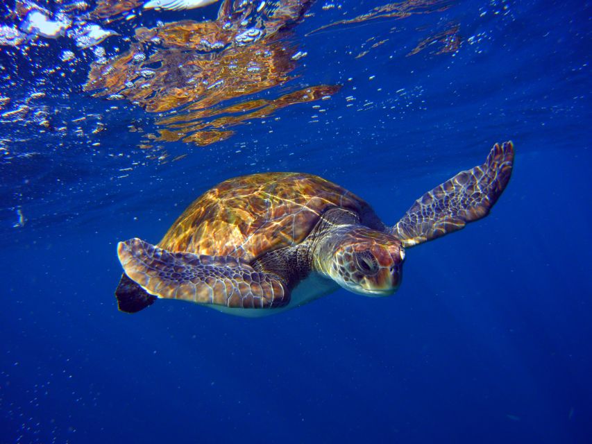 Tenerife: Snorkel with Turtles - Why the turtles make this Tenerife tour special