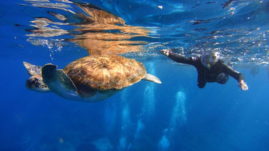 Tenerife: Snorkel with Turtles - The 25-minute ride through Malpais de Rasca