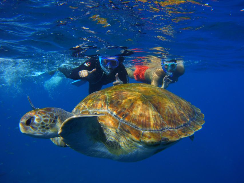 Tenerife: Snorkel with Turtles - One hour among turtles and marine life