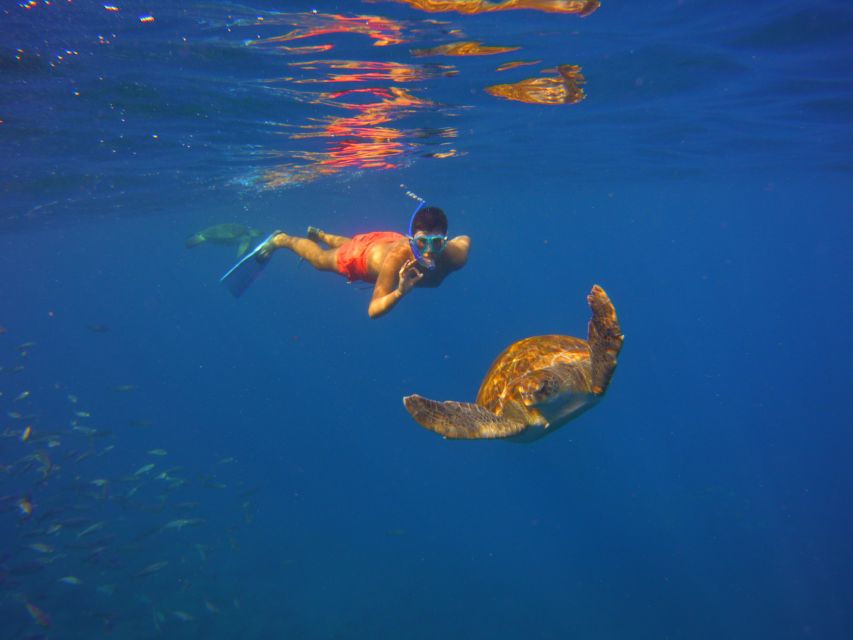 Tenerife: Snorkel with Turtles - Who will get the most from this tour