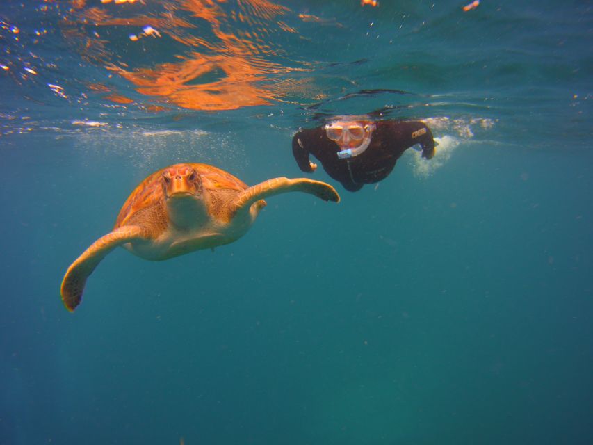Tenerife: Snorkel with Turtles - Starting at Marina del Sur in Las Galletas