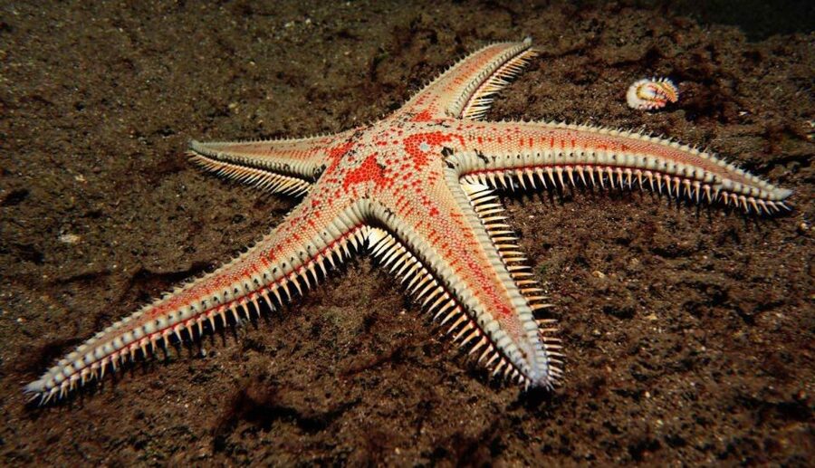 Tenerife: Snorkeling Equipment Rental in Radazul - Key points to know before you book