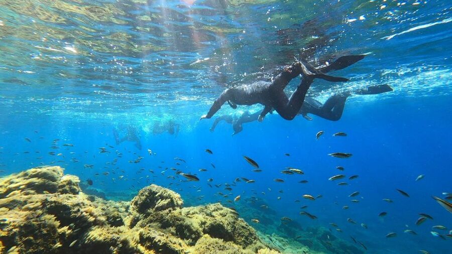 Tenerife: Snorkeling Tour in a Marine Protected Area - Timing, cancellation, and meeting advice