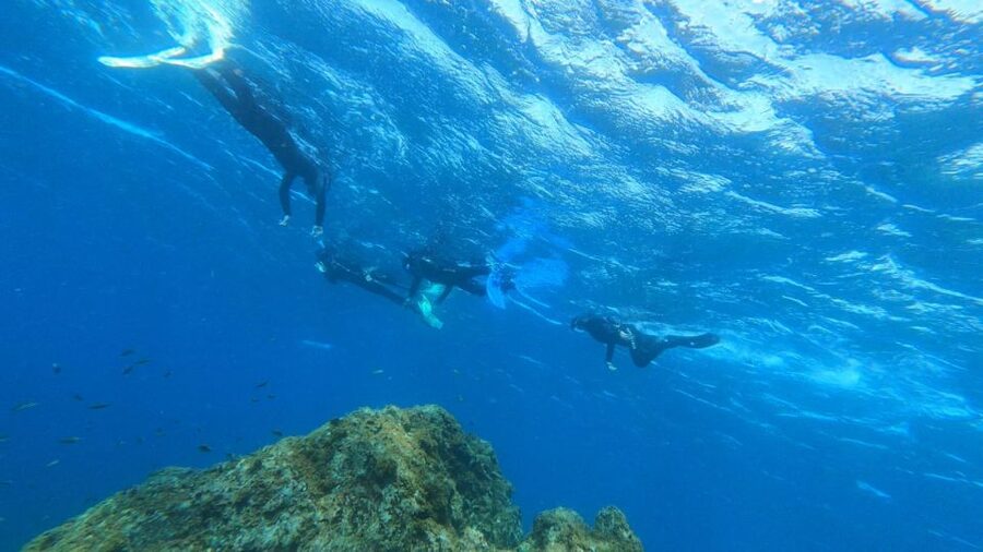 Tenerife: Snorkeling Tour in a Marine Protected Area - Why the guides matter for first-timers