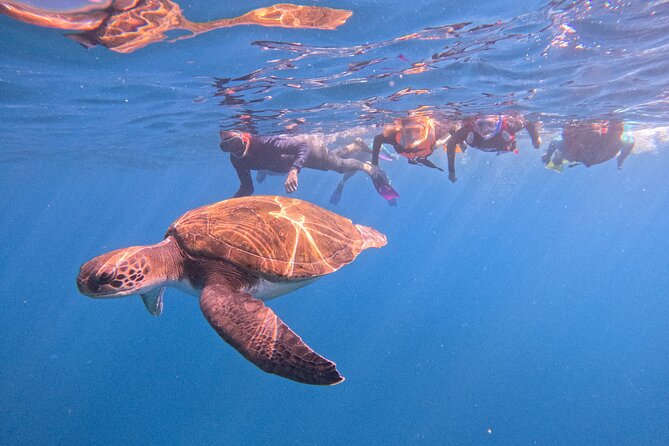Tenerife Snorkeling Tour in turtle habitat - Key points to know before you book