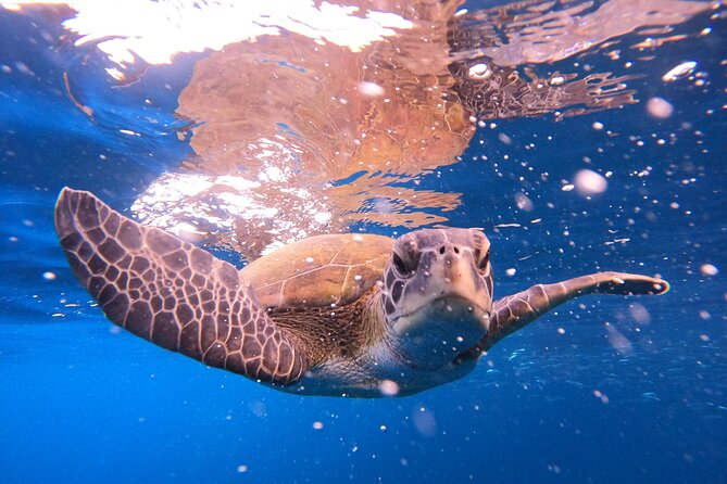 Tenerife Snorkeling Tour in turtle habitat - What this Tenerife turtle snorkeling trip is really like