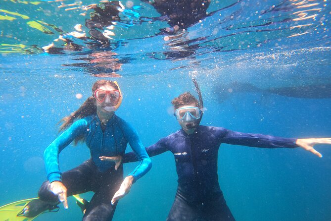 Tenerife Snorkeling Tour in turtle habitat - One hour snorkeling in the turtle habitat