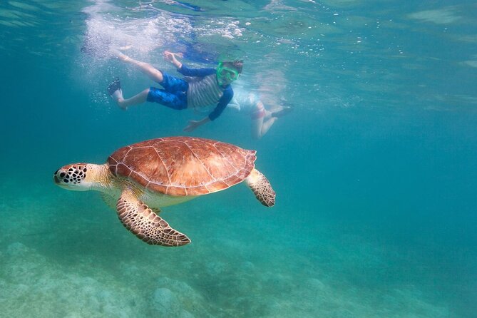 Tenerife Snorkeling Tour in turtle habitat - Guides who make the biggest difference