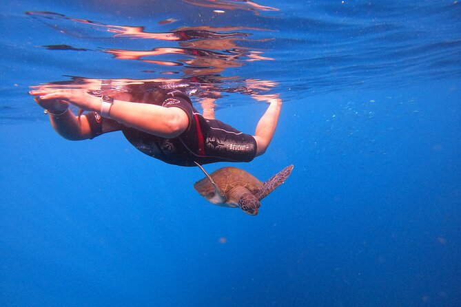 Tenerife Snorkeling Tour in turtle habitat - The return ride and possible dolphin sightings