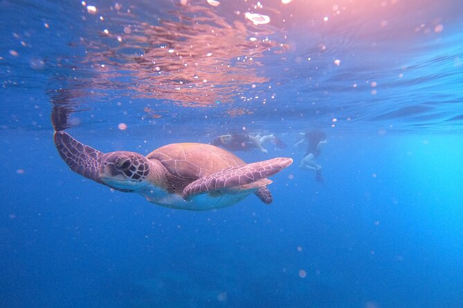 Tenerife Snorkeling Tour in turtle habitat - Shower, terrace, and photos afterward