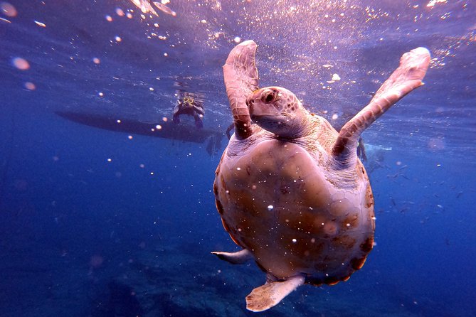 Tenerife Snorkeling Tour in turtle habitat - Is $54.07 a fair price?