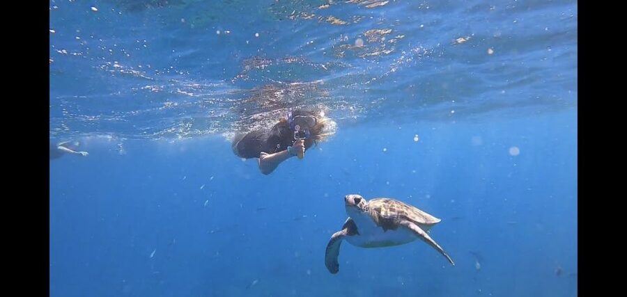 Tenerife: Snorkeling Trip in a Turtle Habitat - At a glance