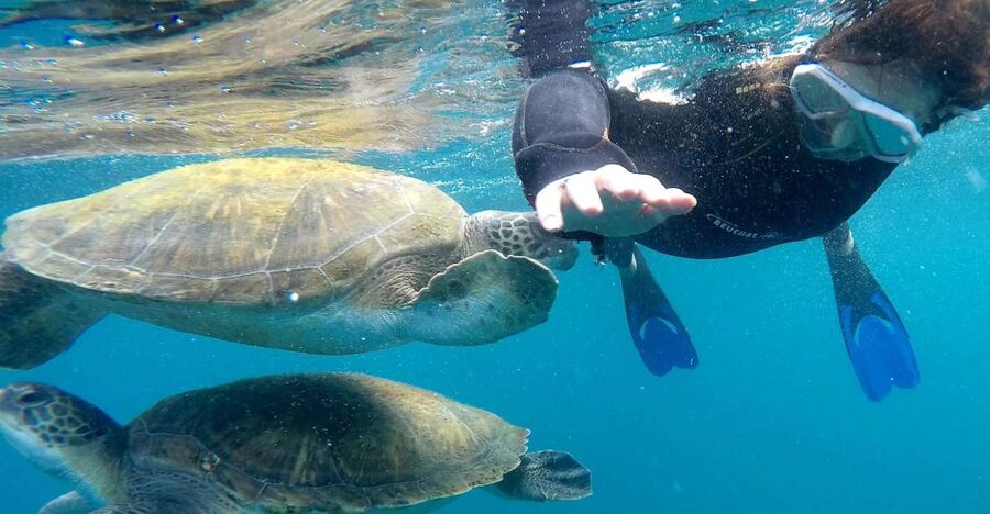 Tenerife: Snorkeling Trip in a Turtle Habitat - Starting at Puerto Colón with a proper briefing