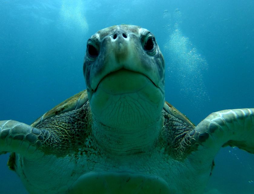Tenerife: Snorkeling Trip in a Turtle Habitat - Sea conditions and the turtle guarantee