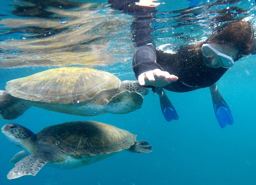 Tenerife: Snorkeling Trip in a Turtle Habitat - The speedboat ride to the turtle area