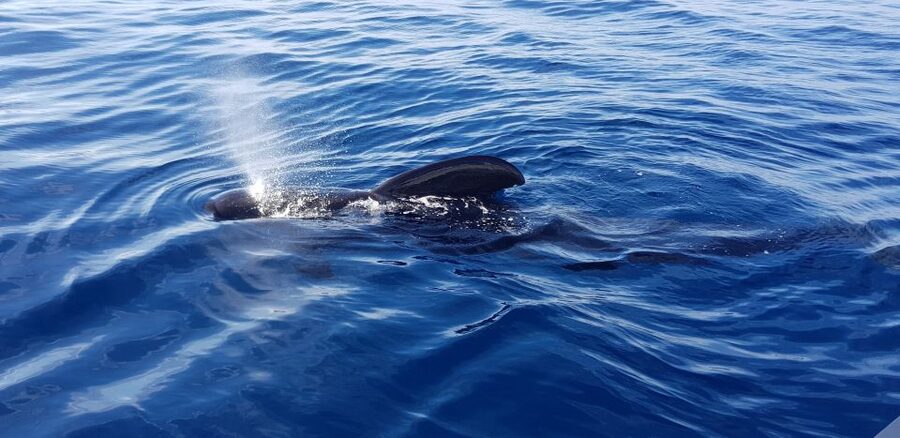 Tenerife: South Island Boat-Trip and Sea Excursion - Should you book this Tenerife boat trip?