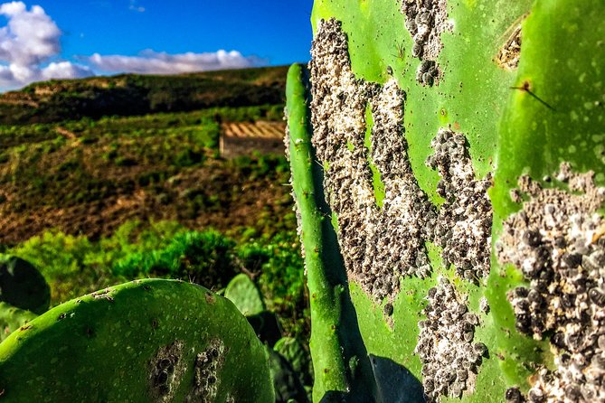 Tenerife South Private Tour: Secrets of the Volcanoes - San Miguel de Abona and the view of volcanic cones
