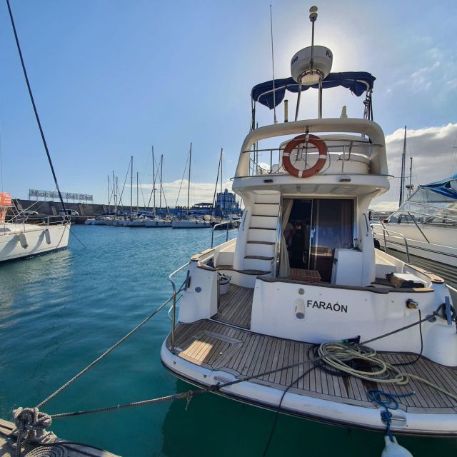 Tenerife south: safari with luxury boat , animals encounters - Key points to know before you book